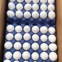 پخش تخم مرغ روز تازه و با کیفیت