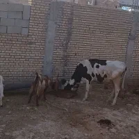 گاو