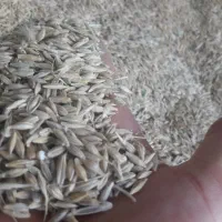 فروش گندم و جو|عمدهفروشی|مرودشت, رامجرد یک|دیوار