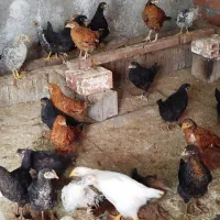 جوجه گلپایگانی 3 ماهه