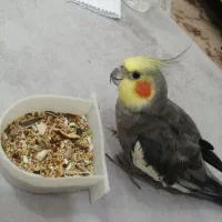 طوطی عروس|پرنده|اشنویه, |دیوار