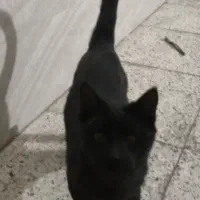 گربه / گربه سیاه / گربه خانگی|گربه|تویسرکان, |دیوار