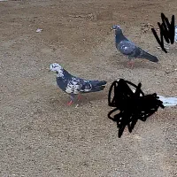 کورزین|پرنده|قشم, |دیوار