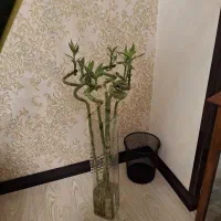 نه شاخه بامبو کاملا سالم