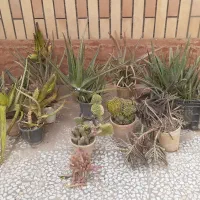 همه این گل ها باهم ۷۰۰