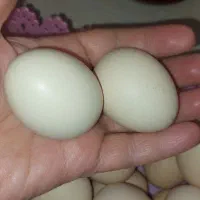 تخم مرغ ارگانیک نطفه دار