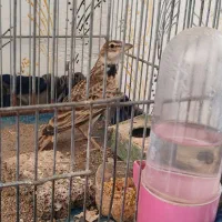 جوجه سهره. قناری