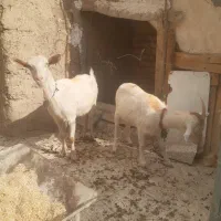 فروش بز سانن