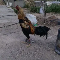 چند عدد خروس و مرغ لاری به قیمت خیلی خیلی مناسب|حیوانات مزرعه|تبریز, |دیوار