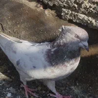 ۲تانر|پرنده|اصفهان, سودان|دیوار