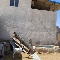 فروش-دامداری