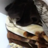 کوله پشتی وغیره|کیف، کفش، کمربند|بوکان, |دیوار