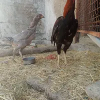 مرغ لاری طوسی ۳دانگ ربع تخم گذار
