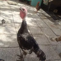 3عدد بوقلمون 1نر و2ماده محلی اصل