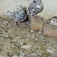 جفت سرور