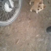 توله پامر اصیل ماده