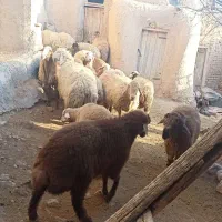 گوسفند|حیوانات مزرعه|فاروج, |دیوار