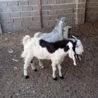 کهره نر|حیوانات مزرعه|سعدآباد, |دیوار