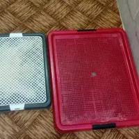 سگ پاکوتاه  شیتزو|سگ|سبزوار, نواب صفوی|دیوار