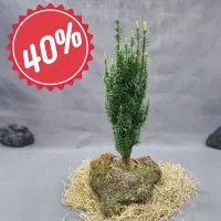 تخفیف ۴۰٪ تاکسوس لوله‌ای صخره‌ای، ارسال فوری|گل و گیاه طبیعی|تهران, صادقیه|دیوار