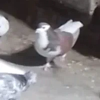 ساده سرخ ماده گمشده