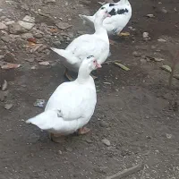 اردک اسراعیلی سالم و سرحال
