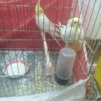 یکجفتعروسهلندیلوتینو|پرنده|تربت جام, اسماعیل آباد|دیوار