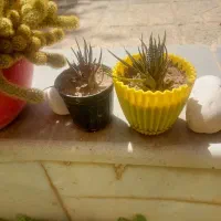 گل و کاکتوس|گل و گیاه طبیعی|اصفهان, گلزار|دیوار