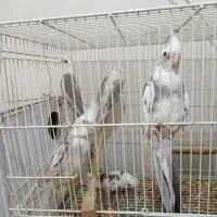 نرو ماده عروس هلندی دوکت آلبینو خوشگل 3 جوجه بزرگ|پرنده|مشهد, هدایت|دیوار