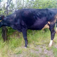 فروش فوری گاو ماده