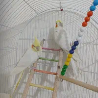 عروس هلندی مولد