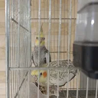 عروس هلندی|پرنده|بندر ماهشهر, |دیوار