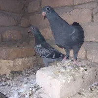 کبوتر جوجه|پرنده|قوچان, |دیوار