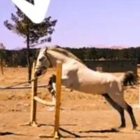 اسب نریان|اسب و تجهیزات اسب‌سواری|بیرجند, |دیوار