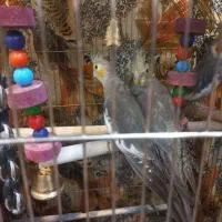 چهار عدد عروس هلندی