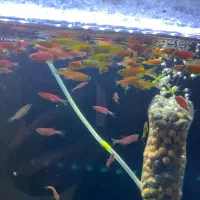 ماهی اکواریومی زبرا رنگی