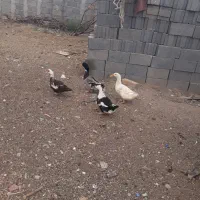 مرغ
