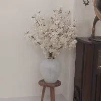 گل شکوفه گیلاس