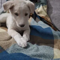 سگ بازی گوش