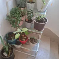 پایه گل