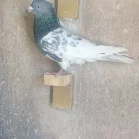 کبوتر فروشی