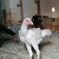 مرغ و خروس لاری