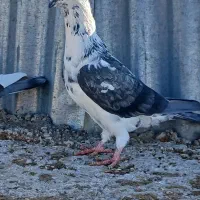 کبوتری فری سینه سفید|پرنده|مشهد, کلاهدوز|دیوار