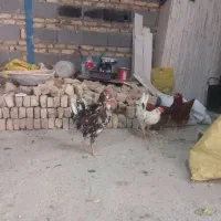 .  خروس گلین ۴ ماه