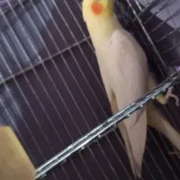 عروس ماده|پرنده|بندر دیر, |دیوار