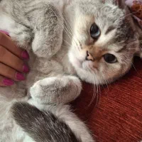 اسکاتیش نر معاوضه با توله گربه