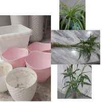 گل وگیاه طبیعی