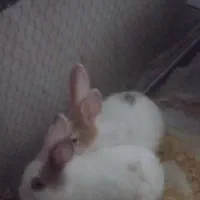 خرگوش سفید سه ماهه از جویبار