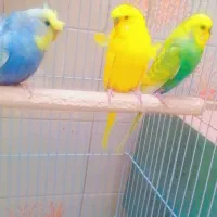 عروس هلندی دو عدد باهم 900 و مرغ عشق و خرگوش|موش و خرگوش|یزد, |دیوار