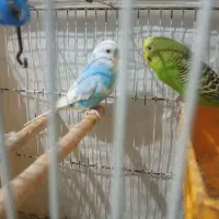 مرغ عشق وفنچ|پرنده|شیروان (خراسان), |دیوار